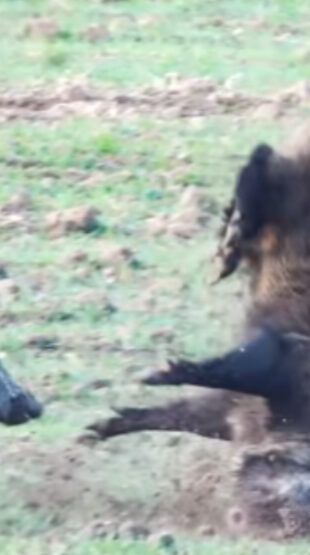 Les images impressionnantes d&rsquo;un doublé de sangliers « acrobatique »