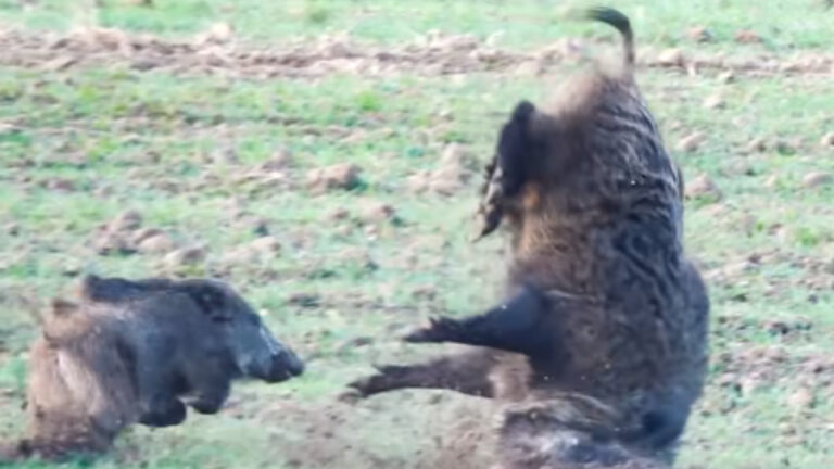 Les images impressionnantes d&rsquo;un doublé de sangliers « acrobatique »