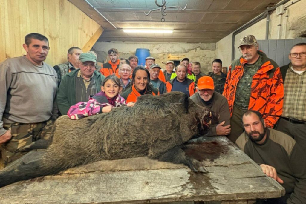 Sanglier de 108kg prélevé par Amélie chasseresse d'Aveyron