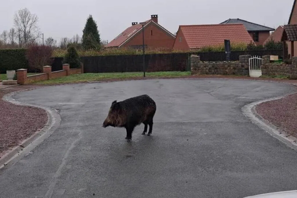 Sanglier en centre-ville de Templeuve-en-Pévèle (Nord)