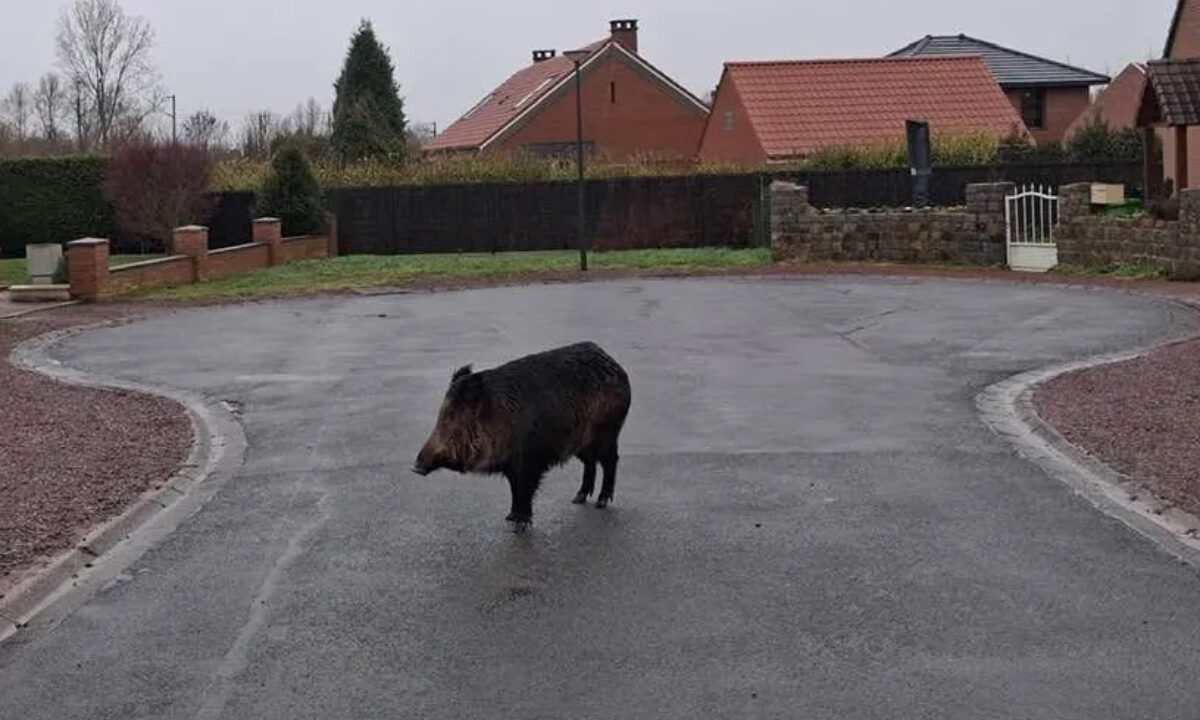 Sanglier en centre-ville de Templeuve-en-Pévèle (Nord)