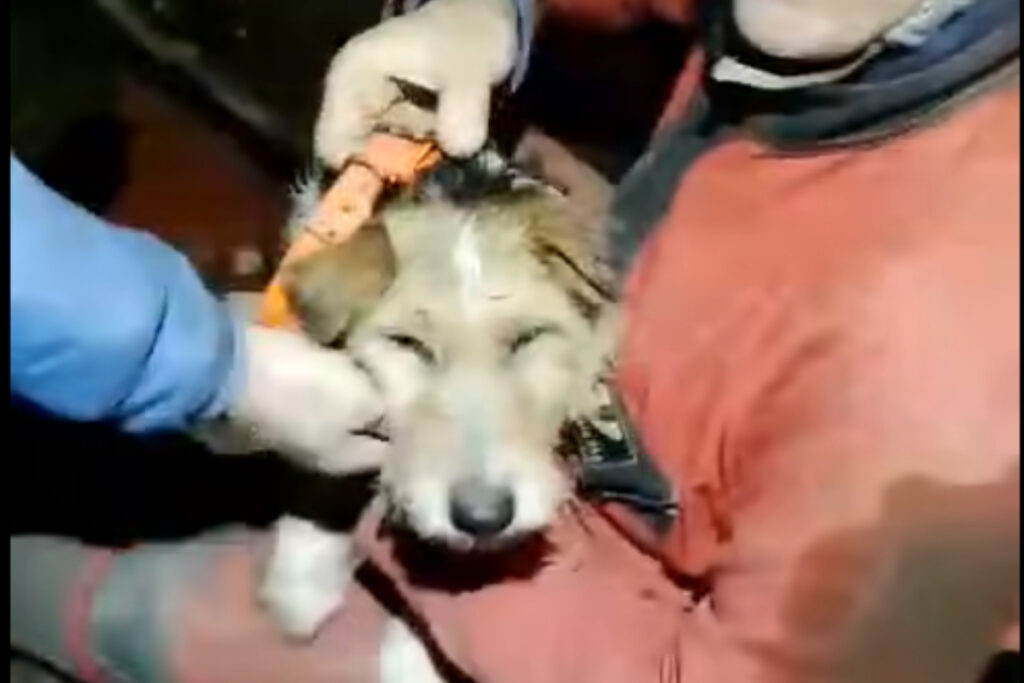 Sauvetage d'un Fox terrier en Ardèche