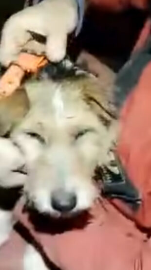 Sauvetage d'un Fox terrier en Ardèche
