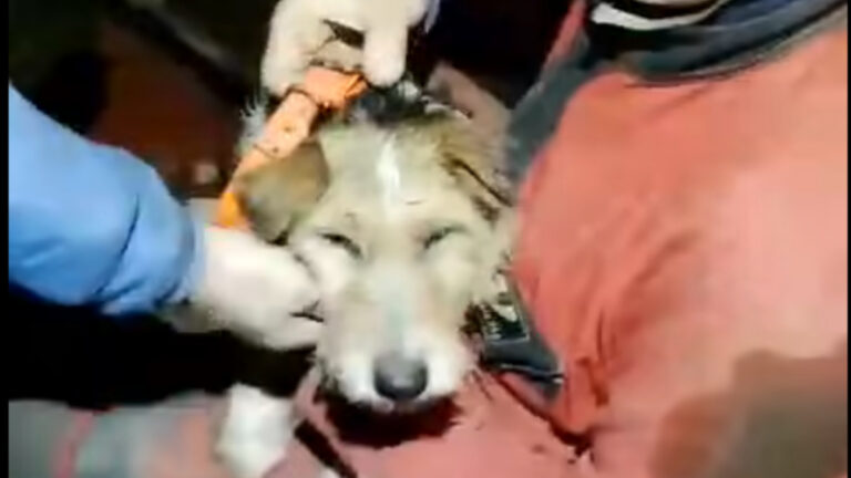 Ardèche : un chien de chasse sauvé par les spéléologues après 48 heures sous terre