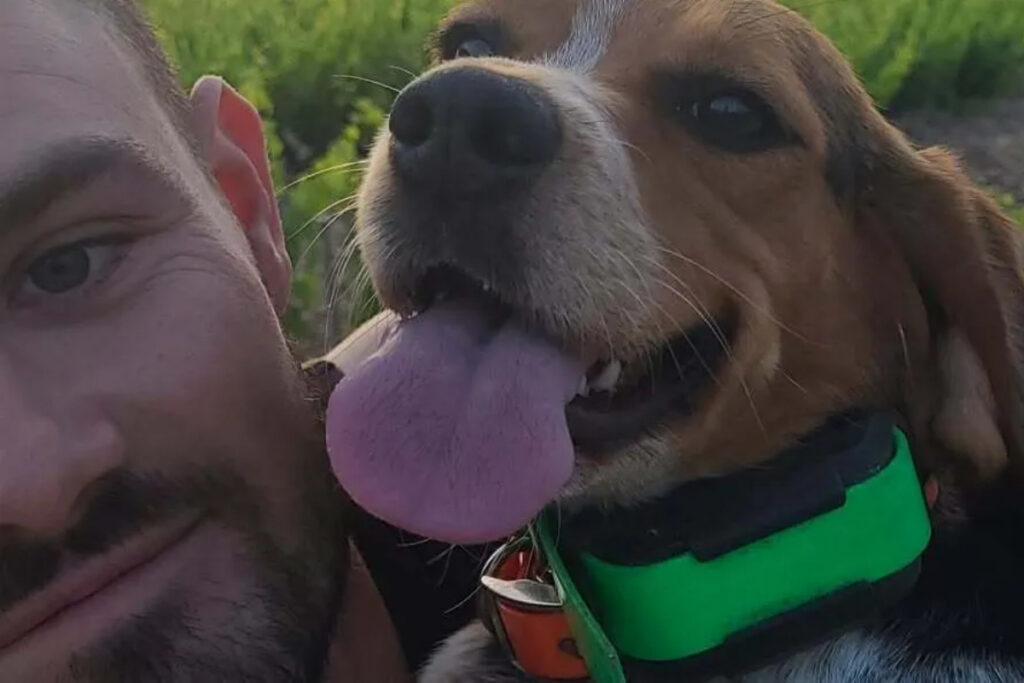 Sybelle, chienne morte de la maladie d'Aujeszky dans le Vaucluse