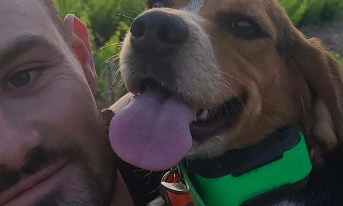 Sybelle, chienne morte de la maladie d'Aujeszky dans le Vaucluse