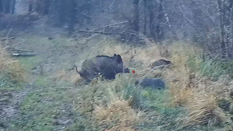 Quadruplé de sangliers en battue pour ce chasseur de la Marne