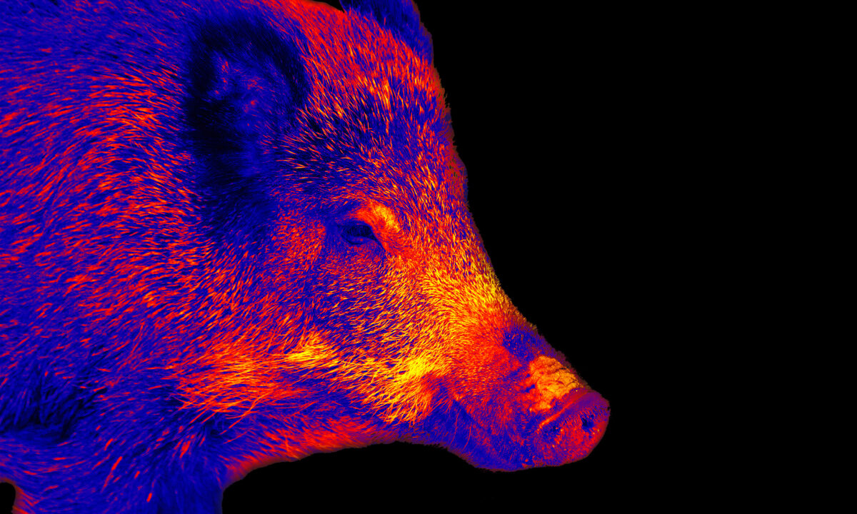 Vision thermique sanglier