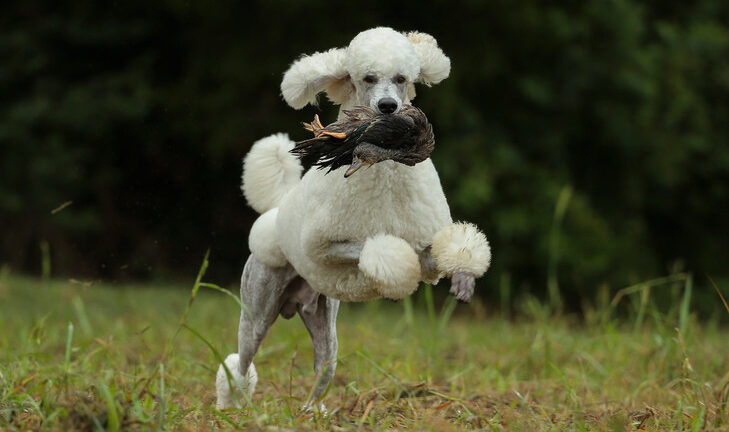 Saviez-vous que le caniche était à l’origine un véritable chien de chasse au canard ?