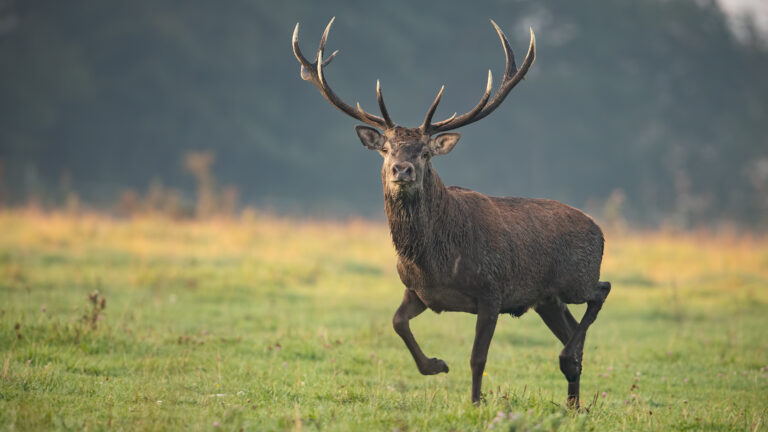 Cerf en battue : quand l’erreur de tir devient une question de droit