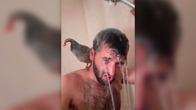 Quand un chasseur espagnol prend sa douche avec une perdrix rouge