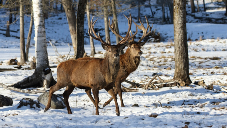 Une harde de cerfs coiffés surgit dans la neige devant un automobiliste