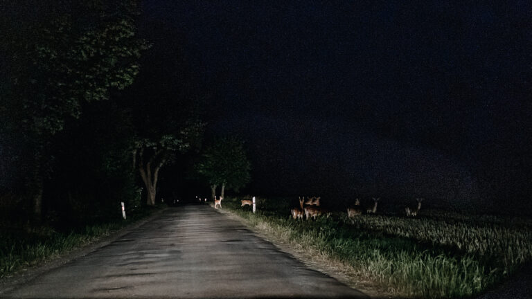 Près de 300 cervidés filmés de nuit dans le Jura : la forêt de Chaux livre encore une scène hors norme