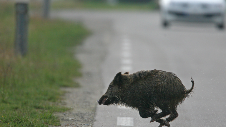 TF1 recueille les témoignages : ces Landais percutés par des sangliers et des chevreuils