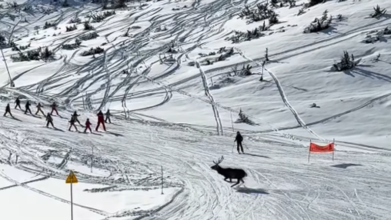 Un cerf dévale une piste de ski au milieu des skieurs à Val Louron