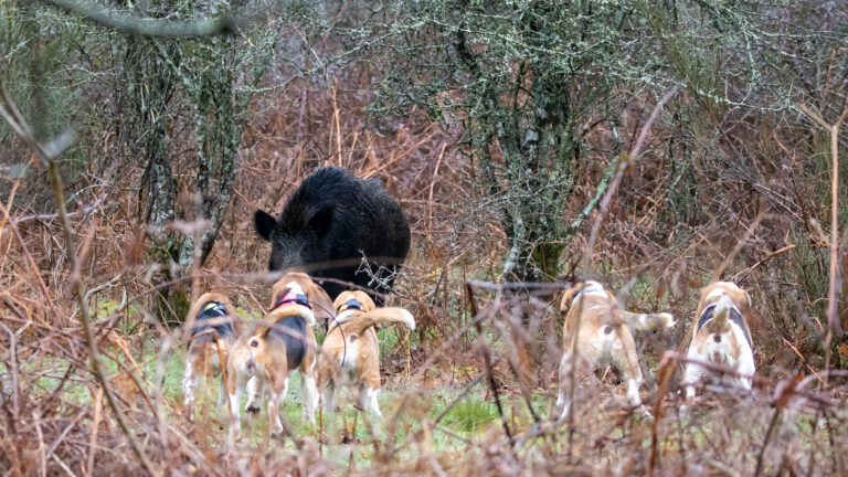 Un sanglier meurt d&rsquo;une crise cardiaque lors d&rsquo;une battue!