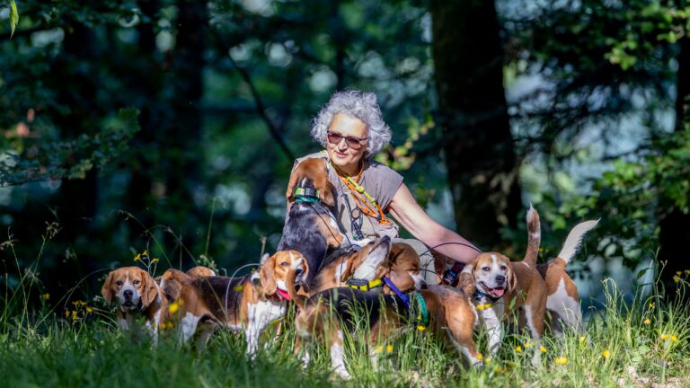 D’anti-chasse à chasseresse : le destin de Marie-Claude Koenig et de ses Beagles