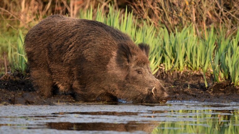 Vendée : randonneuse blessée par un sanglier, les chasseurs ont-ils bon dos ?