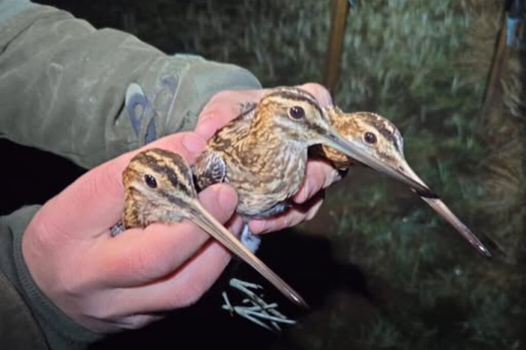 Bécassines des marais capturées dans l'Aveyron