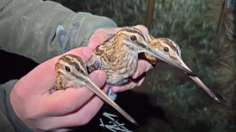 Aveyron : des bécassines baguées sur une zone humide créée à Onet-le-Château