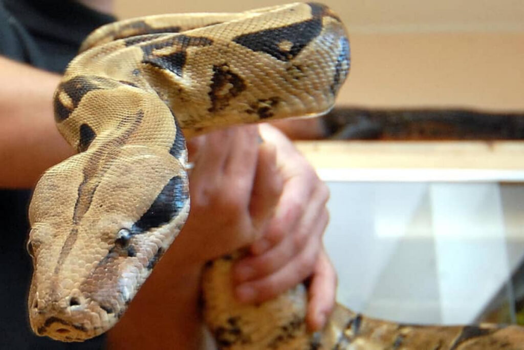 Boa constrictor détenu illégalement par le président d'une association de défense des animaux