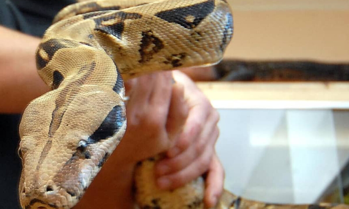 Boa constrictor détenu illégalement par le président d'une association de défense des animaux