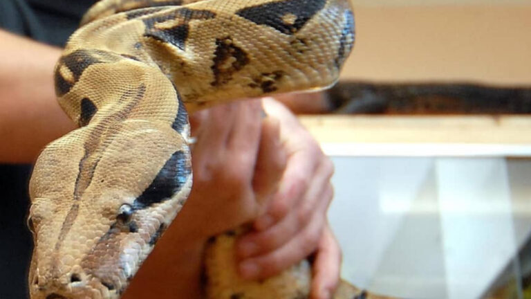 Une association animaliste et son président condamnés pour trafic d&rsquo;animaux sauvages !