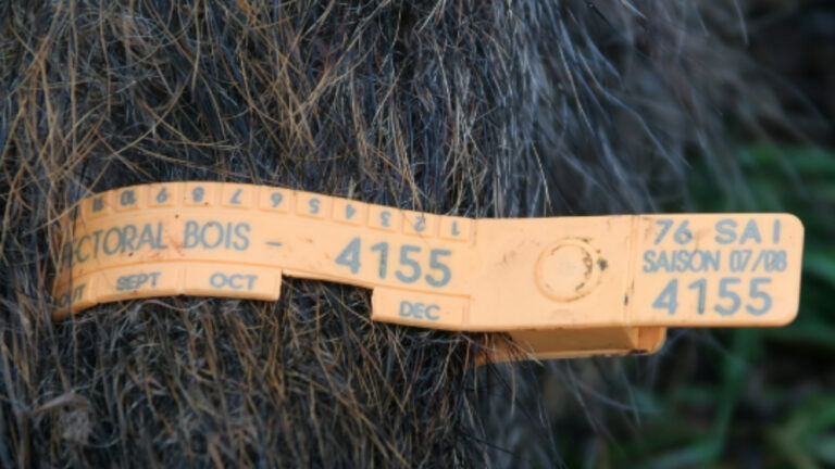 Haute-Marne: le bracelet sanglier passe de 30 à 5 € à compter de février !