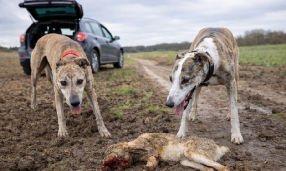 Braconnage lévriers