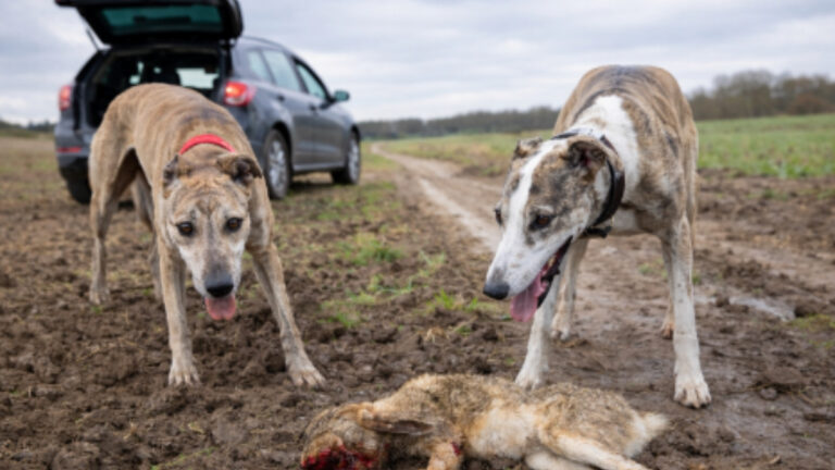 Nord : recrudescence du braconnage de lièvres aux lévriers