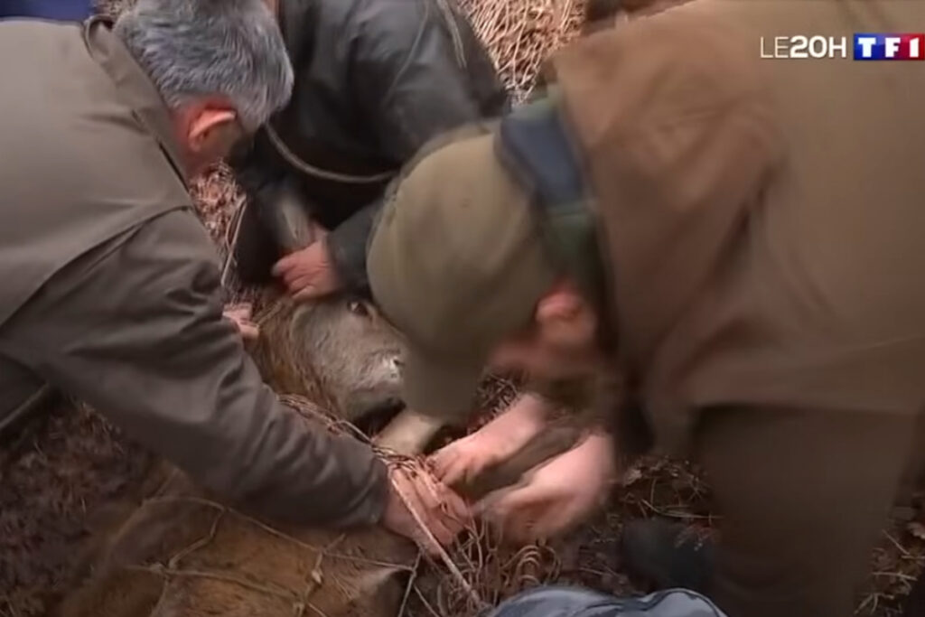 Capture de cerf en forêt de Chambord