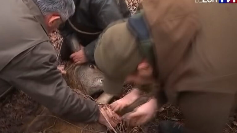 Chambord au 20h de TF1 : la spectaculaire capture de cerfs