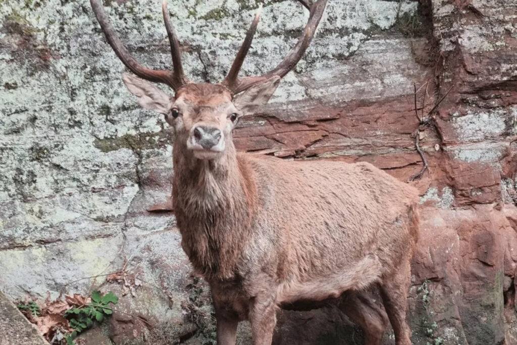 Cerf abattu dans un hameau du Bas-Rhin par l'ONF