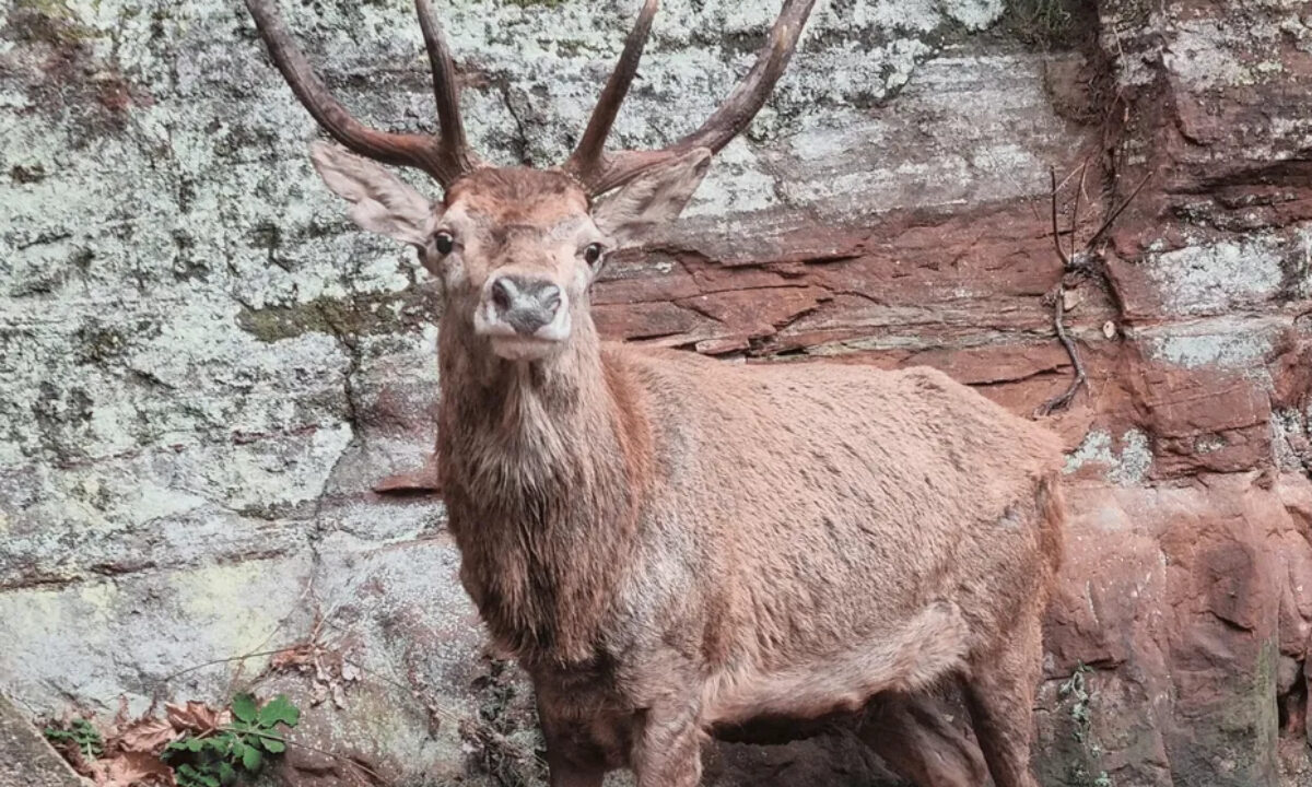 Cerf abattu dans un hameau du Bas-Rhin par l'ONF