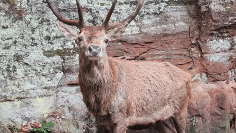 Alsace : les chasseurs dénoncent l’abattage d’un cerf par l’ONF à Graufthal