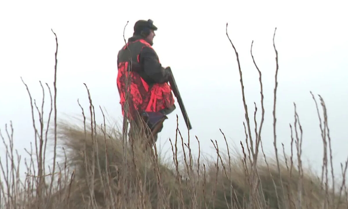 Chasseur posté lors d'une battue administrative à Sangatte