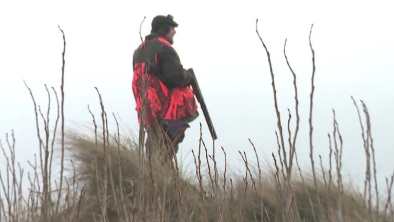 Sangliers dans les dunes : une battue administrative de grande envergure à Sangatte