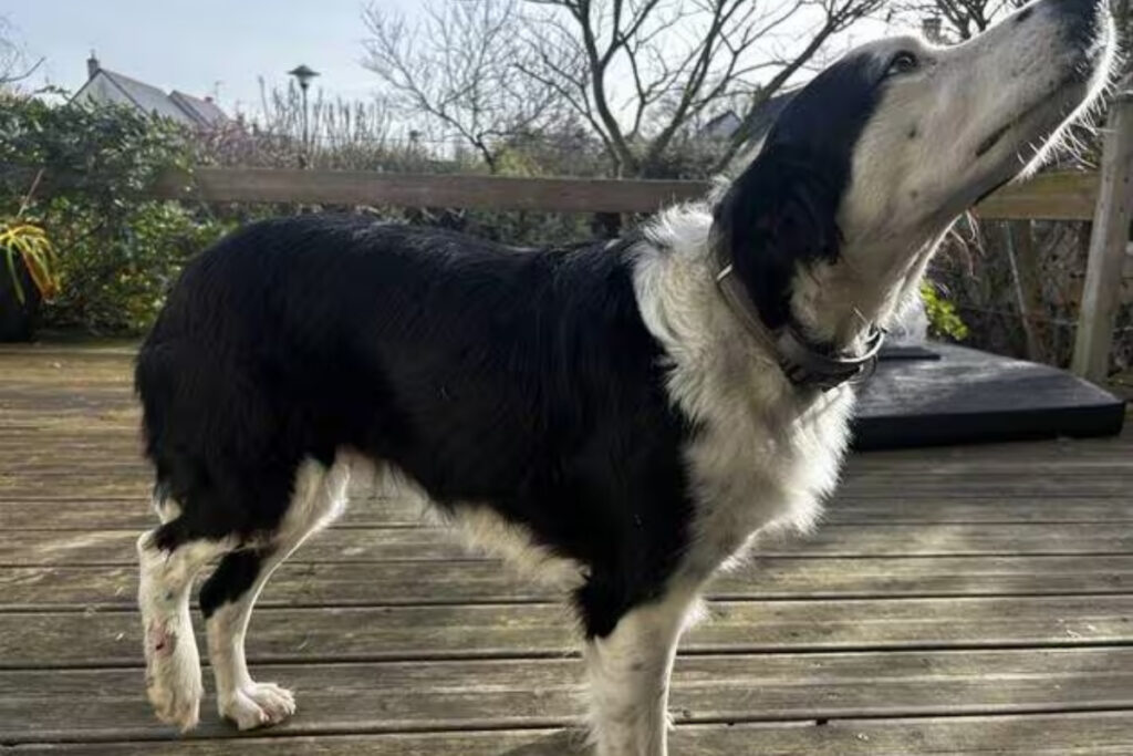 Chess, border collie attaquée par un sanglier à Trélazé (49)