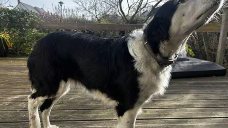 Une chienne blessée par un sanglier dans un parc urbain de la banlieue d&rsquo;Angers