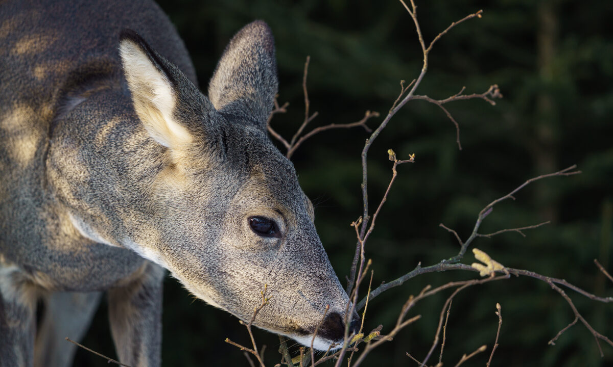 Chevreuil abroutissement