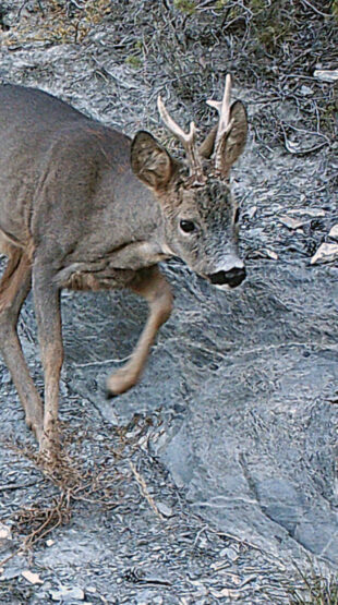 Tarn, une commune s’appuie sur les chasseurs pour évaluer sa faune sauvage