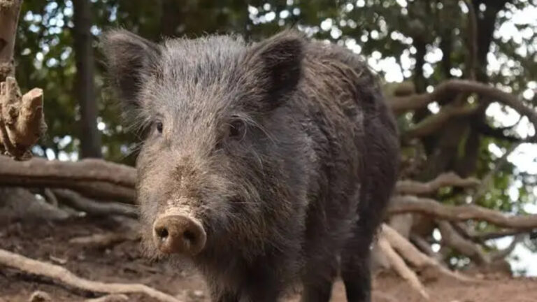 Peste porcine africaine: Les « cochongliers » dans le viseur du préfet du Gers