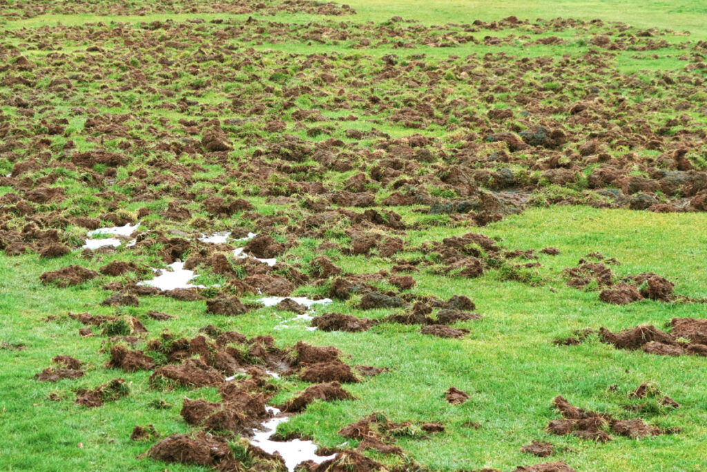 Dégâts de sanglier