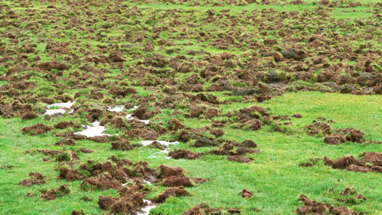 Deux-Sèvres : explosion des sangliers, dégâts en hausse et légère hausse des néo-chasseurs