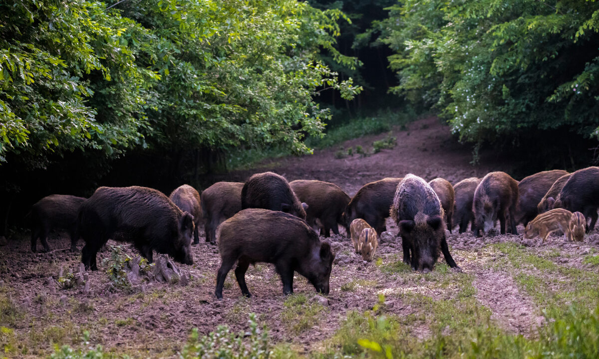 Dégâts sanglier