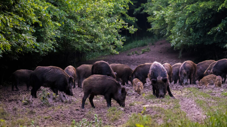 Un million d’euros de dégâts en Dordogne et une probable hausse du pris du bracelet sanglier de 50 % !