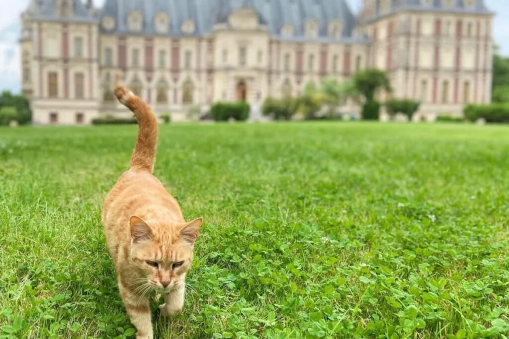 Eliot le chat roux tué par des chiens de chasse
