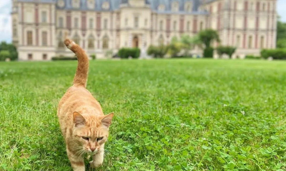 Eliot le chat roux tué par des chiens de chasse