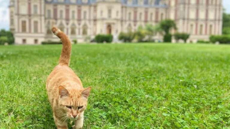 Haute-Saône : polémique après la mort du chat d&rsquo;un châtelain en marge d’une battue