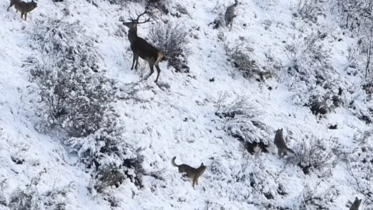 Un grand cerf tient tête à l&rsquo;attaque de cinq loups : des images impressionnantes